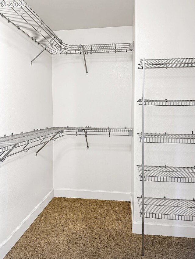 walk in closet with carpet floors