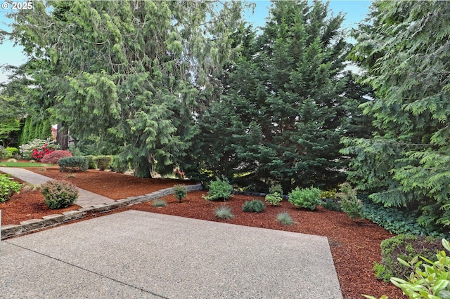 view of yard featuring a patio