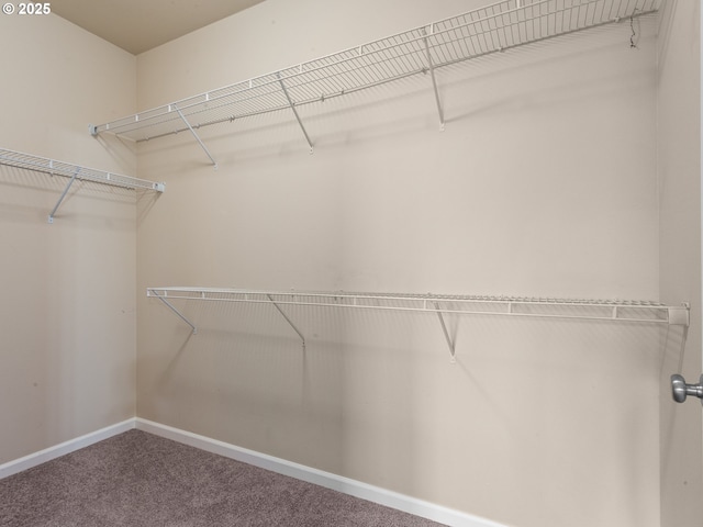 walk in closet featuring carpet floors