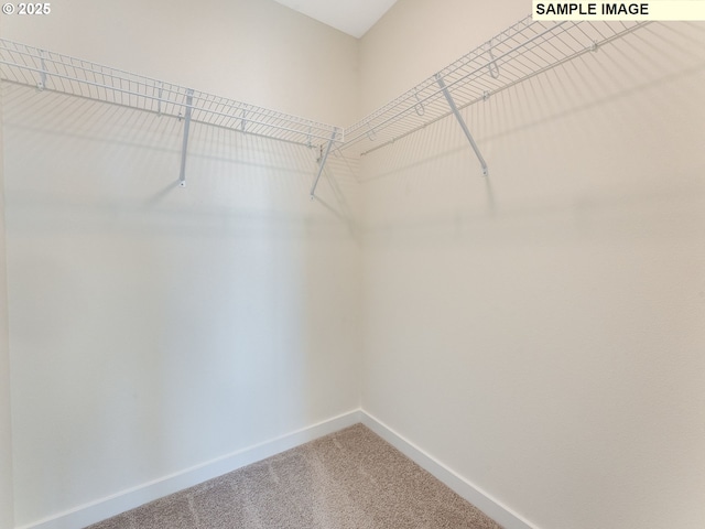 walk in closet with carpet flooring