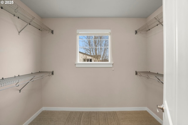 spacious closet featuring carpet floors