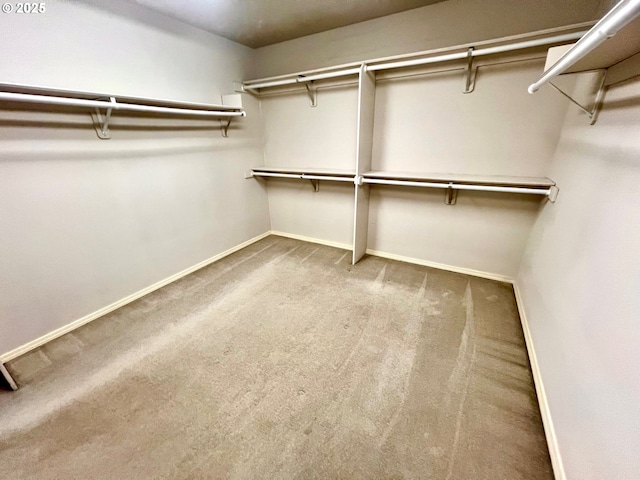 spacious closet featuring carpet floors