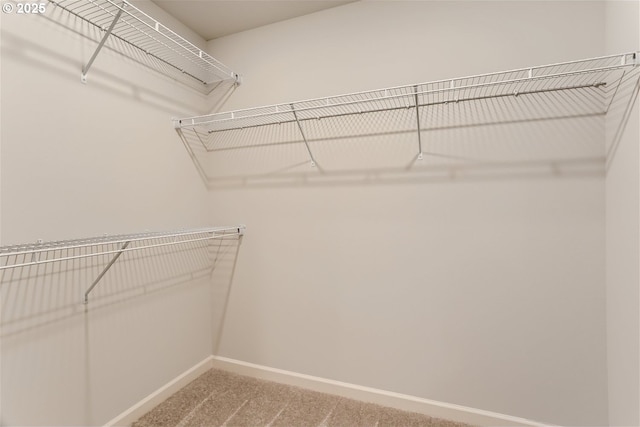 walk in closet featuring carpet flooring