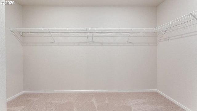 spacious closet featuring carpet flooring