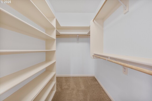 walk in closet with carpet floors