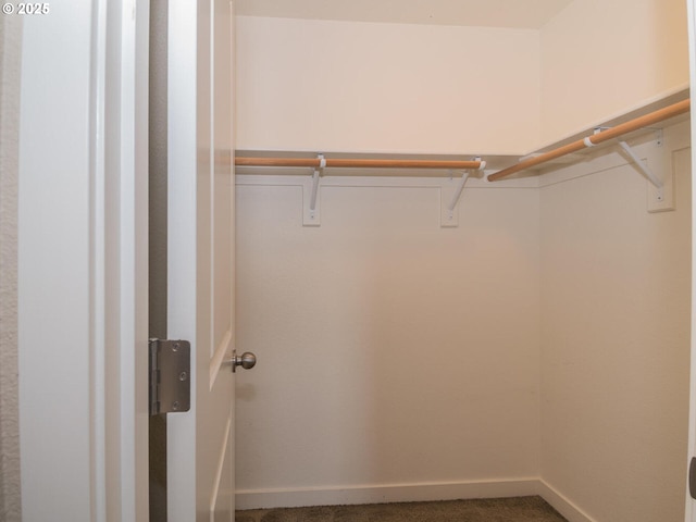 spacious closet featuring carpet flooring