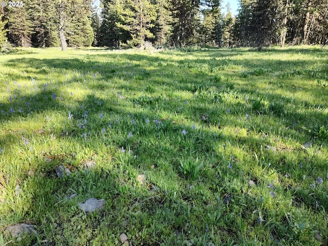 60327 Lower Divide Rd, Joseph, OR 97846 - view of yard