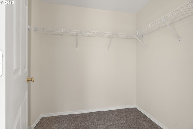 walk in closet featuring carpet flooring