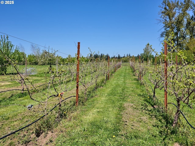 view of yard featuring a rural view