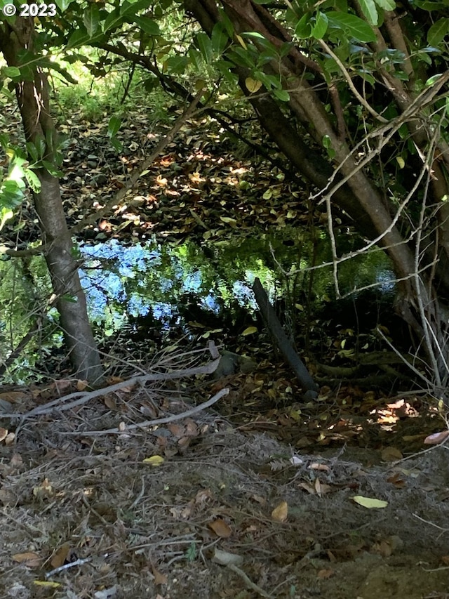 view of local wilderness