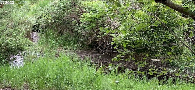 view of local wilderness