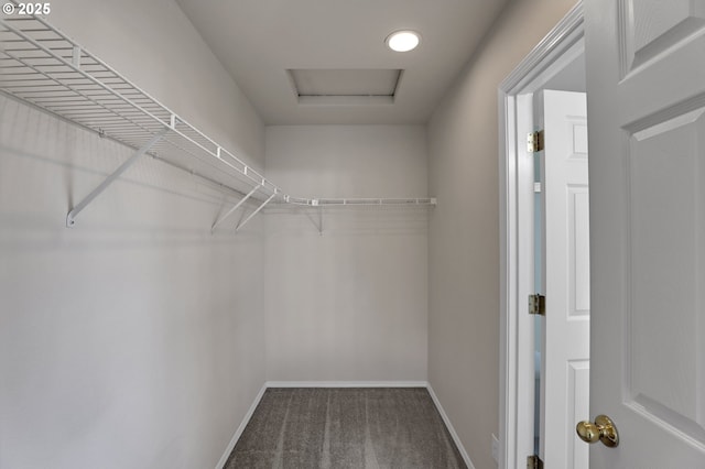 spacious closet with attic access and carpet floors