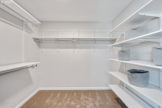 spacious closet featuring carpet flooring