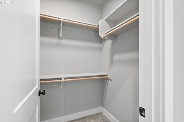 spacious closet featuring carpet flooring