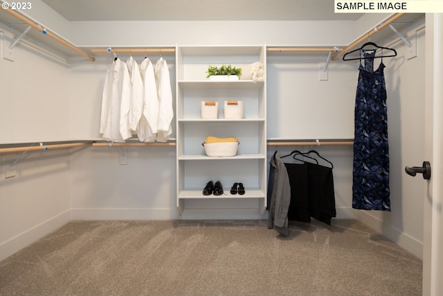 walk in closet with carpet flooring