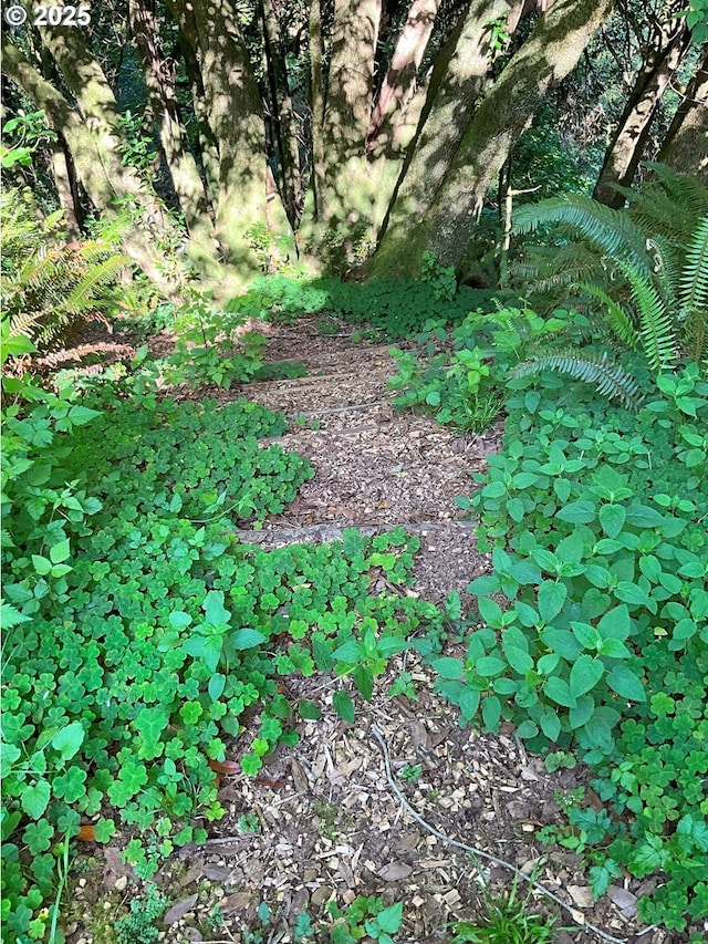 17285 Rustic Ln, Brookings, OR 97415 - view of undeveloped land