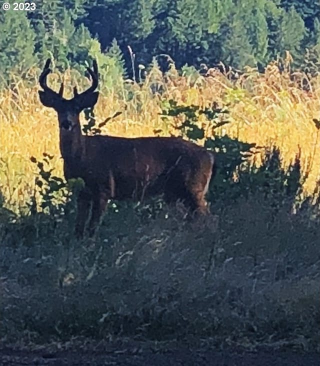 view of local wilderness