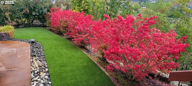 view of yard featuring a patio area