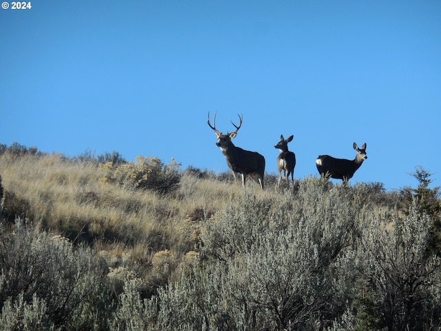 view of local wilderness