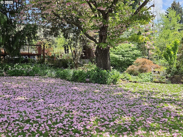 view of yard featuring a wooden deck