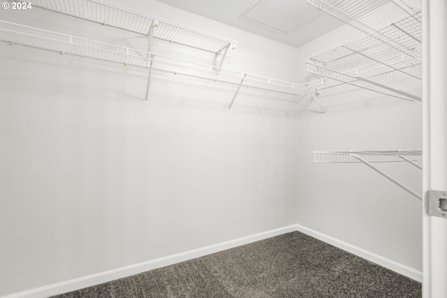 spacious closet featuring carpet