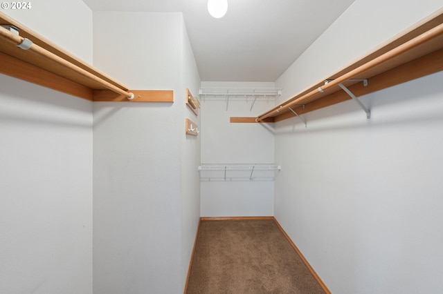 walk in closet featuring carpet floors