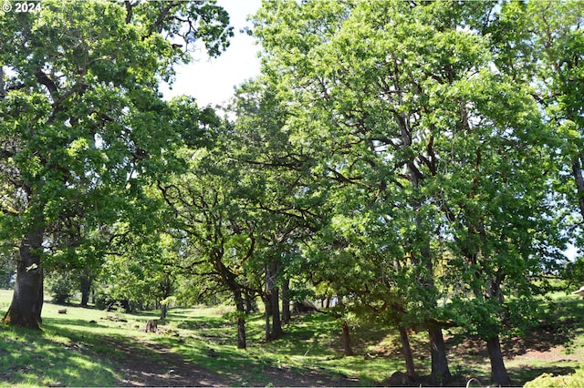 view of local wilderness