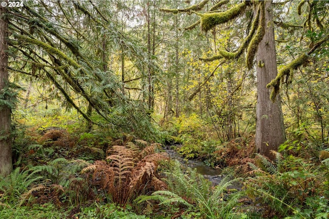 view of local wilderness