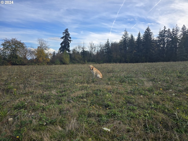 view of local wilderness