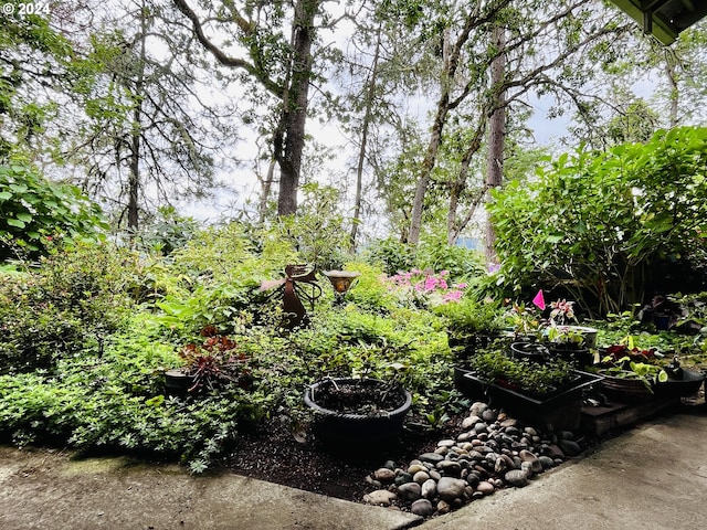 242 Rocky Point Ln, Roseburg, OR 97471 - view of yard with a garden