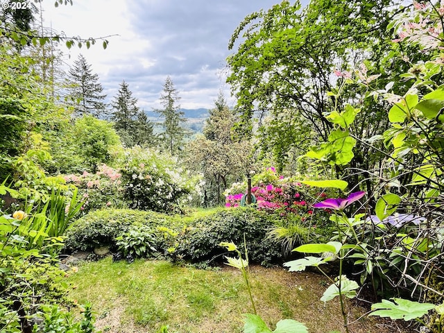 242 Rocky Point Ln, Roseburg, OR 97471 - view of yard