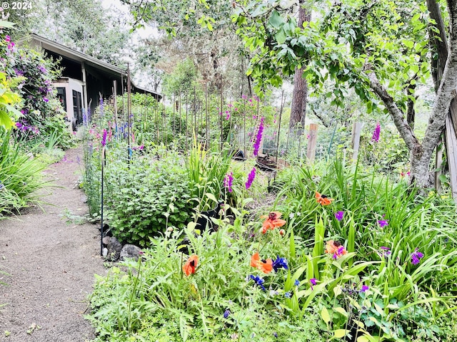 242 Rocky Point Ln, Roseburg, OR 97471 - view of yard