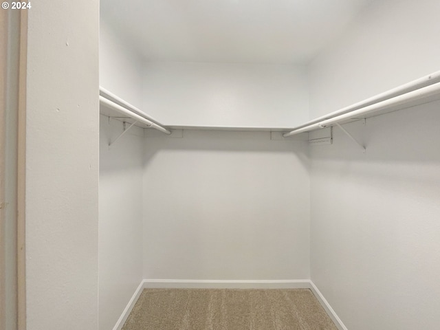 walk in closet with carpet flooring