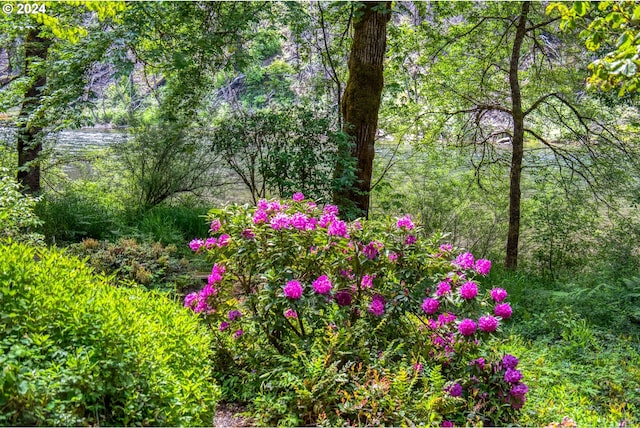 49356 Mckenzie Hwy, Vida, OR 97488 - view of tree filled area