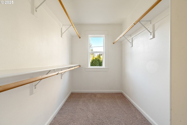 spacious closet with carpet