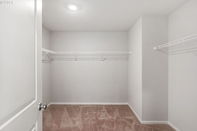 walk in closet featuring carpet flooring