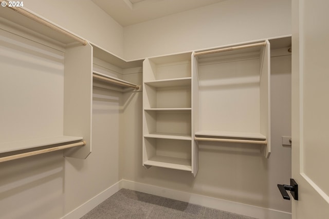 walk in closet featuring carpet flooring