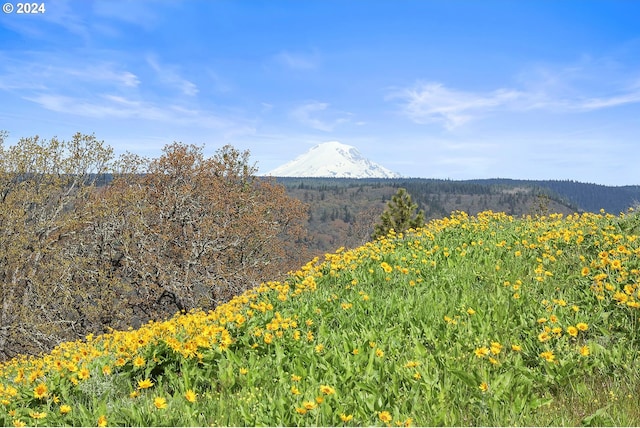 mountain view with a forest view