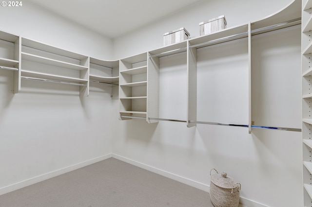 spacious closet featuring carpet floors