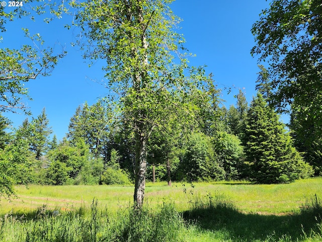 view of local wilderness