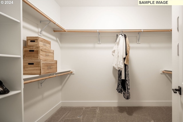 walk in closet with carpet floors