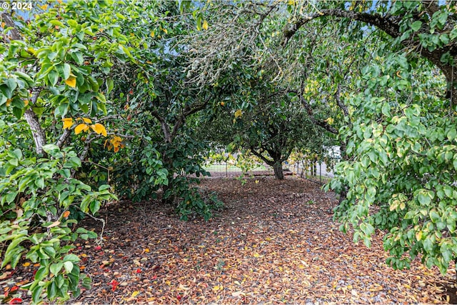 view of local wilderness