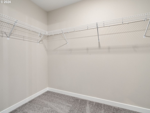 walk in closet with carpet flooring