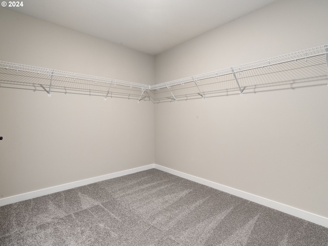 spacious closet featuring carpet flooring