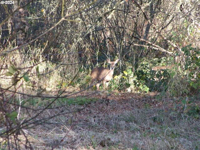 view of nature