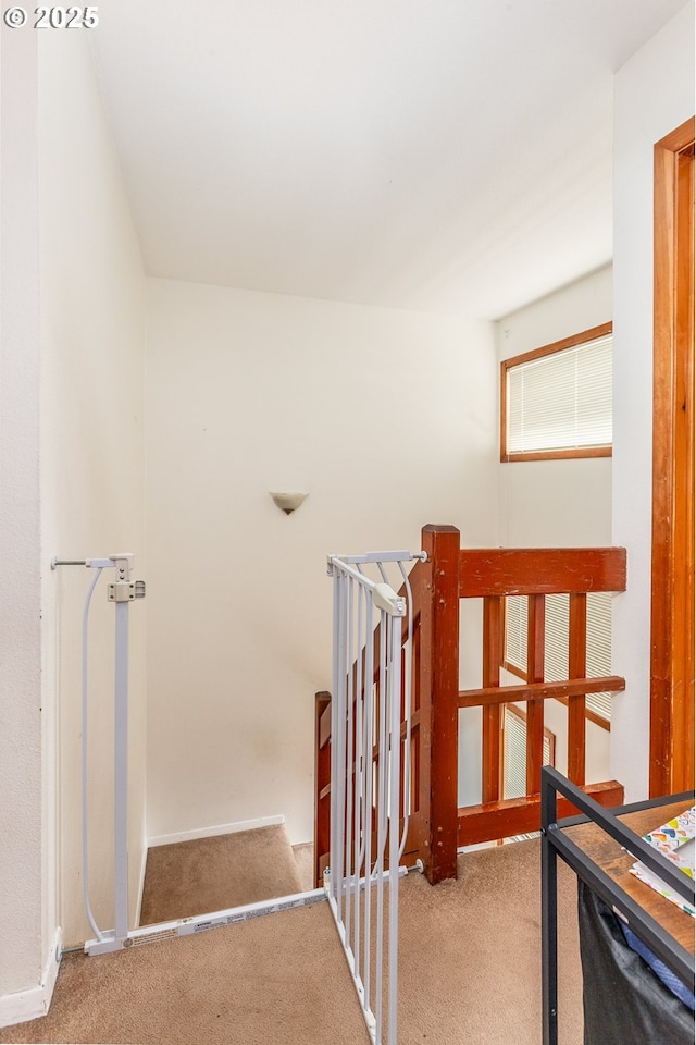 stairway featuring carpet