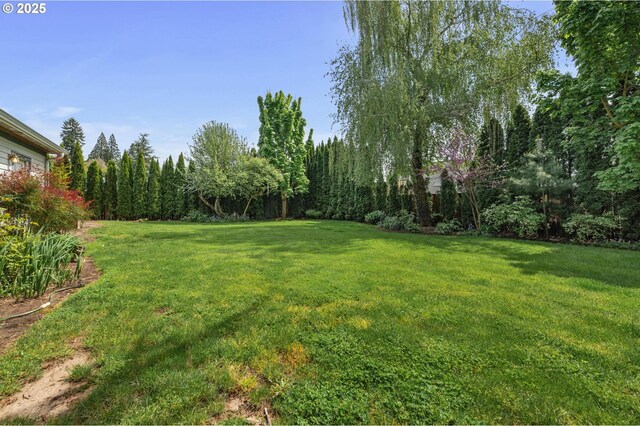 view of yard featuring a patio