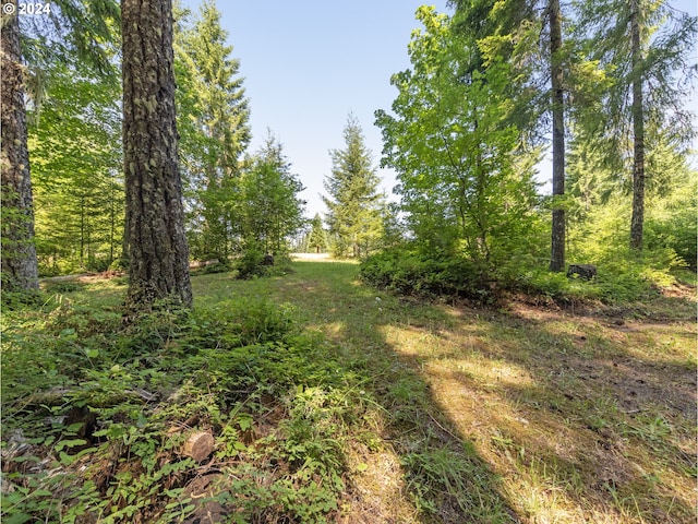 view of local wilderness