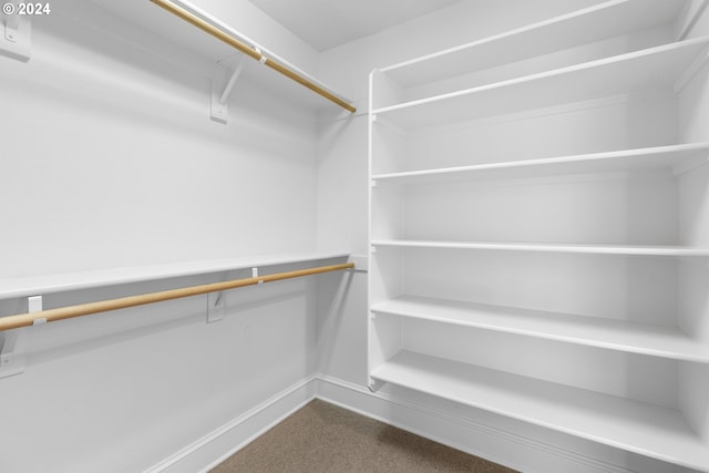 spacious closet featuring carpet floors