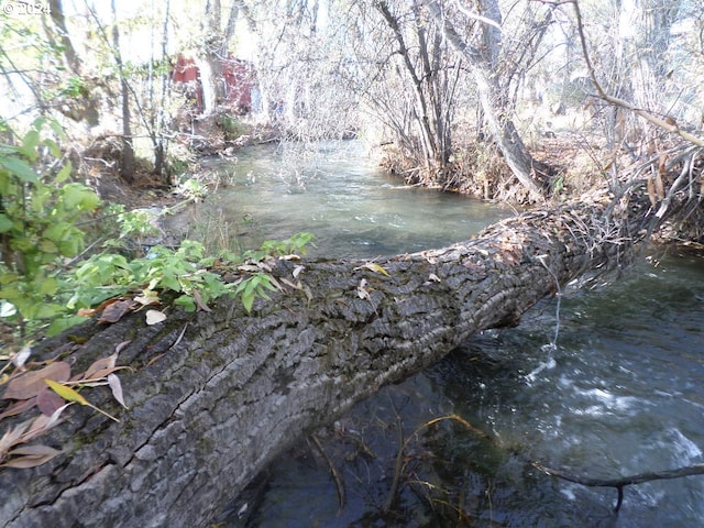 view of local wilderness